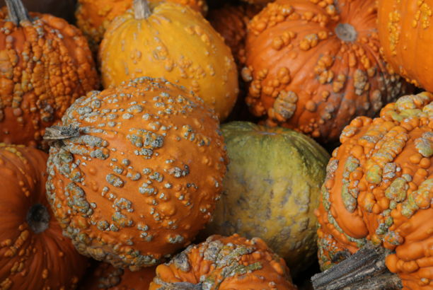 Pumpkins