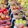 Apples