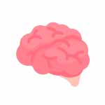 Brain