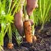 Carrots