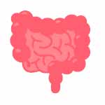 Digestive system
