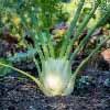 Fennel