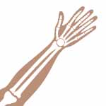 Hand skeleton