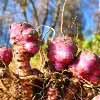 Jerusalem artichoke