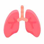 Lungs
