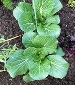 Pak choi