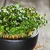 Watercress
