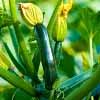 Zucchini