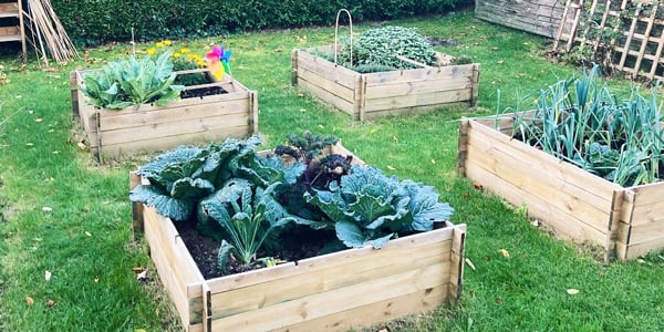 Cabbage, kale and other brassicas growing
