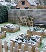 Cabbage growing in the snow