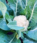 Cauliflower