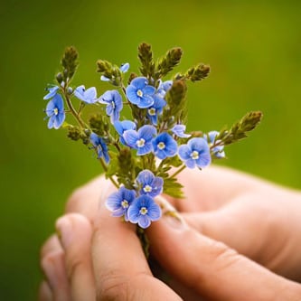 bouquet of small blue flowers in hands