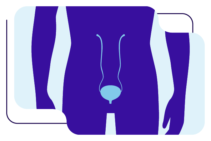 Bladder