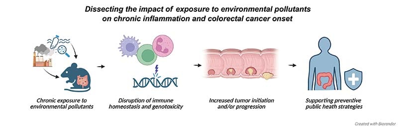 A diagram shows how chronic exposure to environmental pollutants disrupts immune balance and DNA, leading to increased tumour formation and colorectal cancer, and highlights the importance of preventive public health strategies.