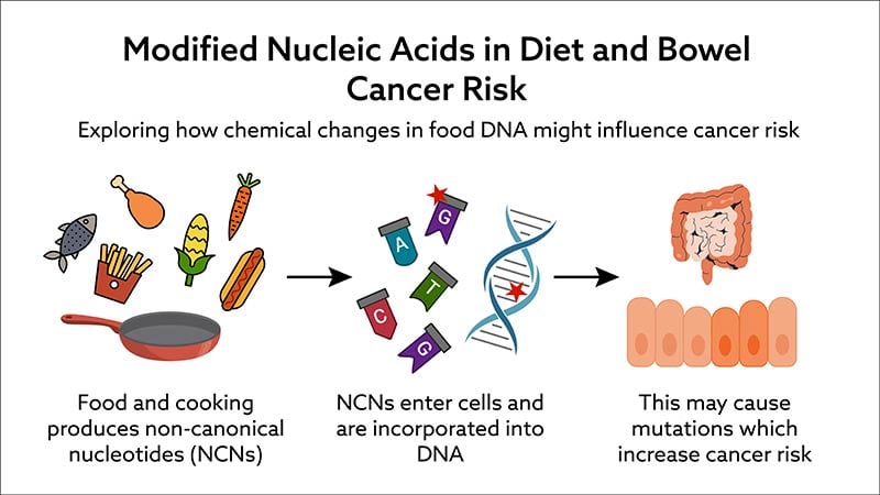 A diagram explaining that cooking food creates non-canonical nucleotides, which enter cells and are incorporated into DNA, potentially causing mutations that increase bowel cancer risk.