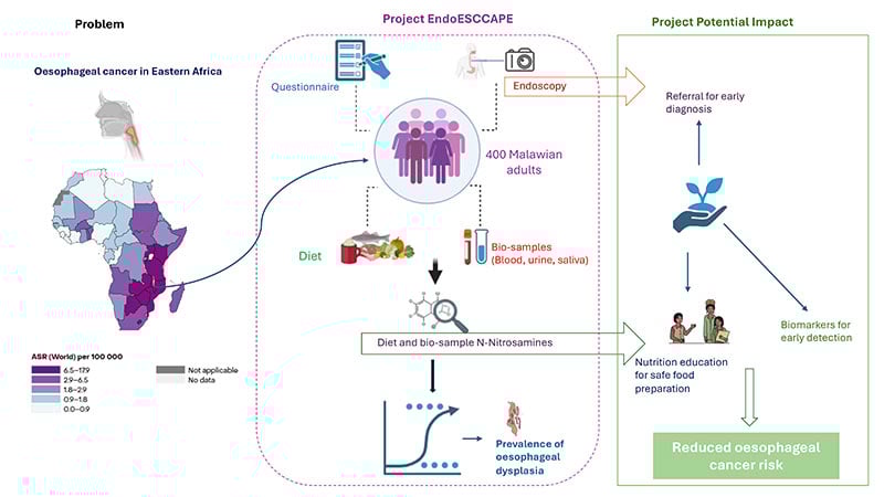 Infographic showing the EndoESCCAPE project in Malawi: maps, survey, endoscopy, and bio-samples to study diet and oesophageal cancer risk, aiming to improve diagnosis and reduce cancer incidence in Eastern Africa.