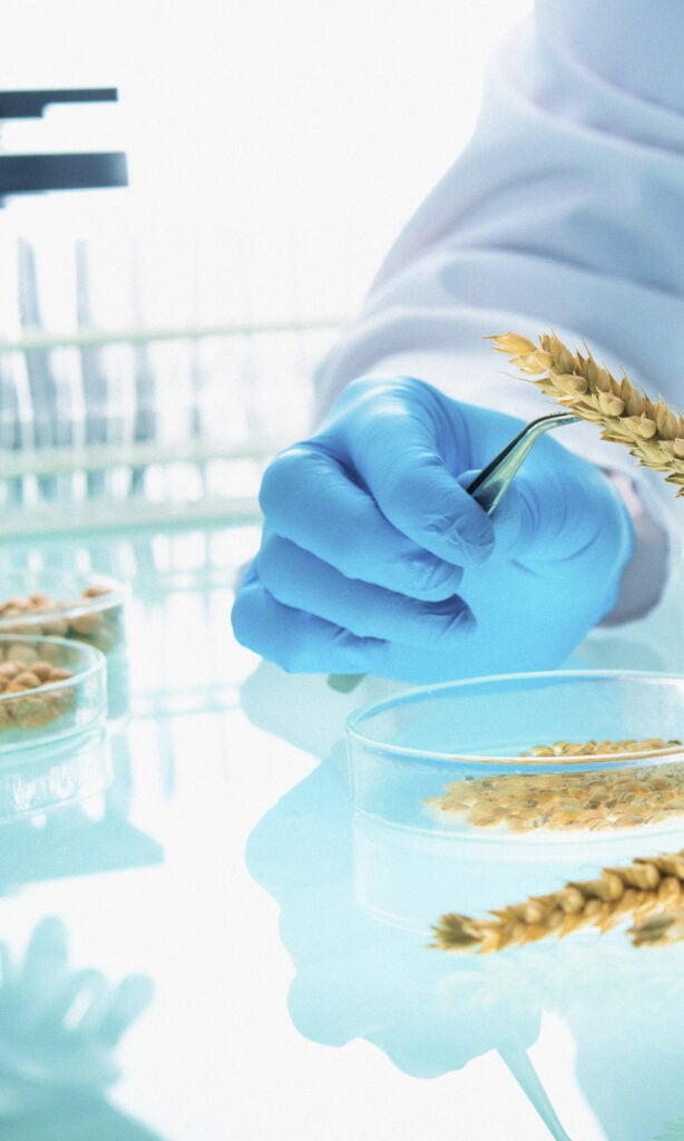 A person wearing a blue glove uses tweezers to handle a wheat stalk in a laboratory, with petri dishes and other lab equipment visible on a reflective surface.