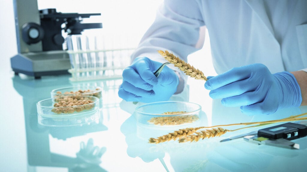A scientist wearing blue gloves examines wheat grains in a laboratory, with petri dishes, a microscope, test tubes, and lab tools on the table.