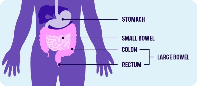 Diagram of a human torso showing the stomach, small bowel, colon, and rectum, with labels for each part of the digestive system. The colon and rectum are grouped as the large bowel—helpful for information about bowel colorectal cancer.