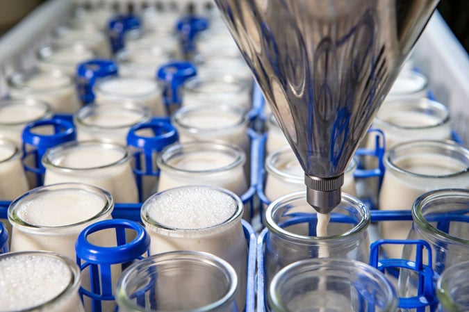 A metal nozzle fills glass jars with milk on a production line. The jars are held in place by blue plastic holders, arranged in rows on a white tray.